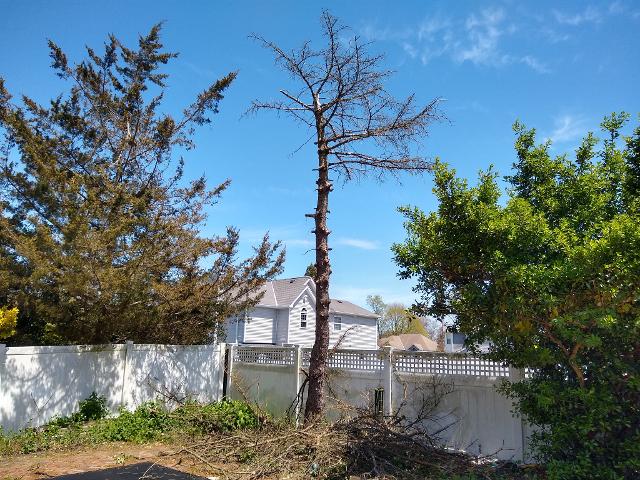 470: This dead tree had to come down.   We started by removing the branches with a pole saw.